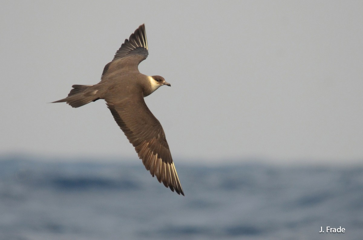 Parasitic Jaeger - José Frade