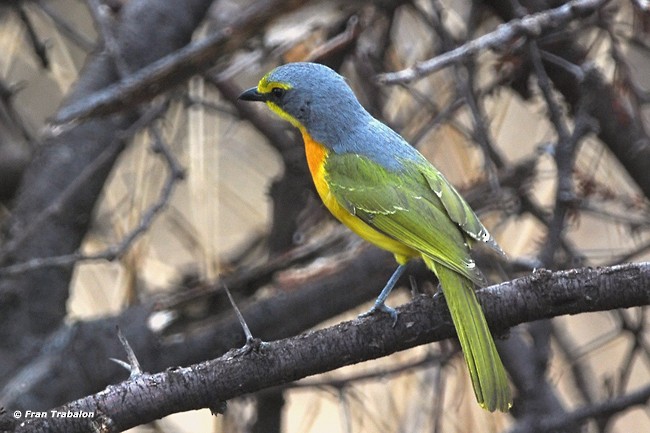 Sulphur-breasted Bushshrike - Fran Trabalon