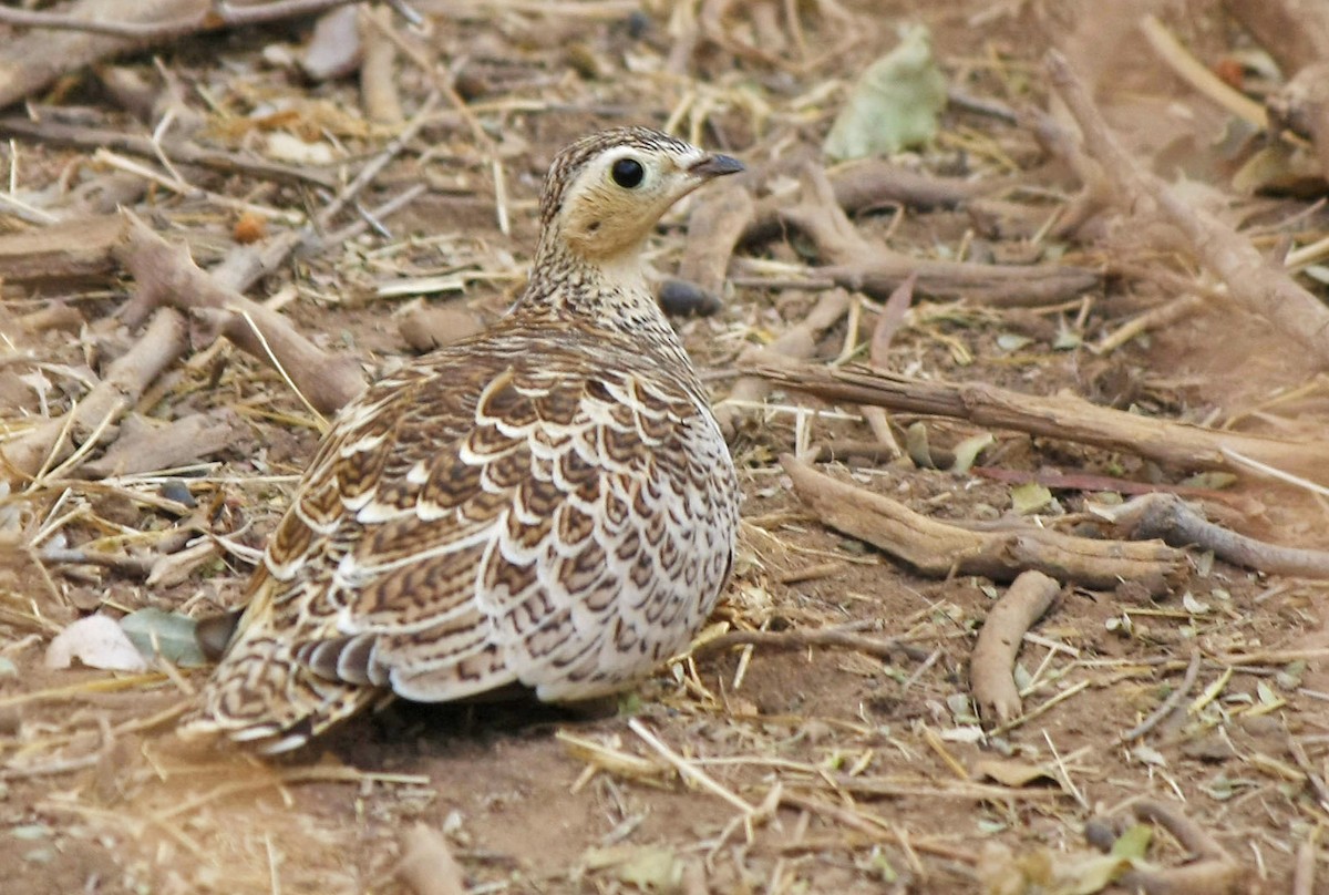 Black-faced Sandgrouse - ML205353081