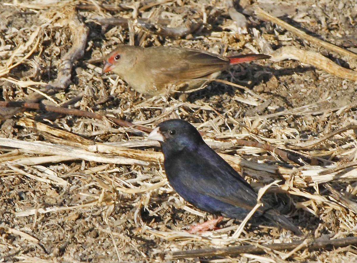 Village Indigobird - David Beadle