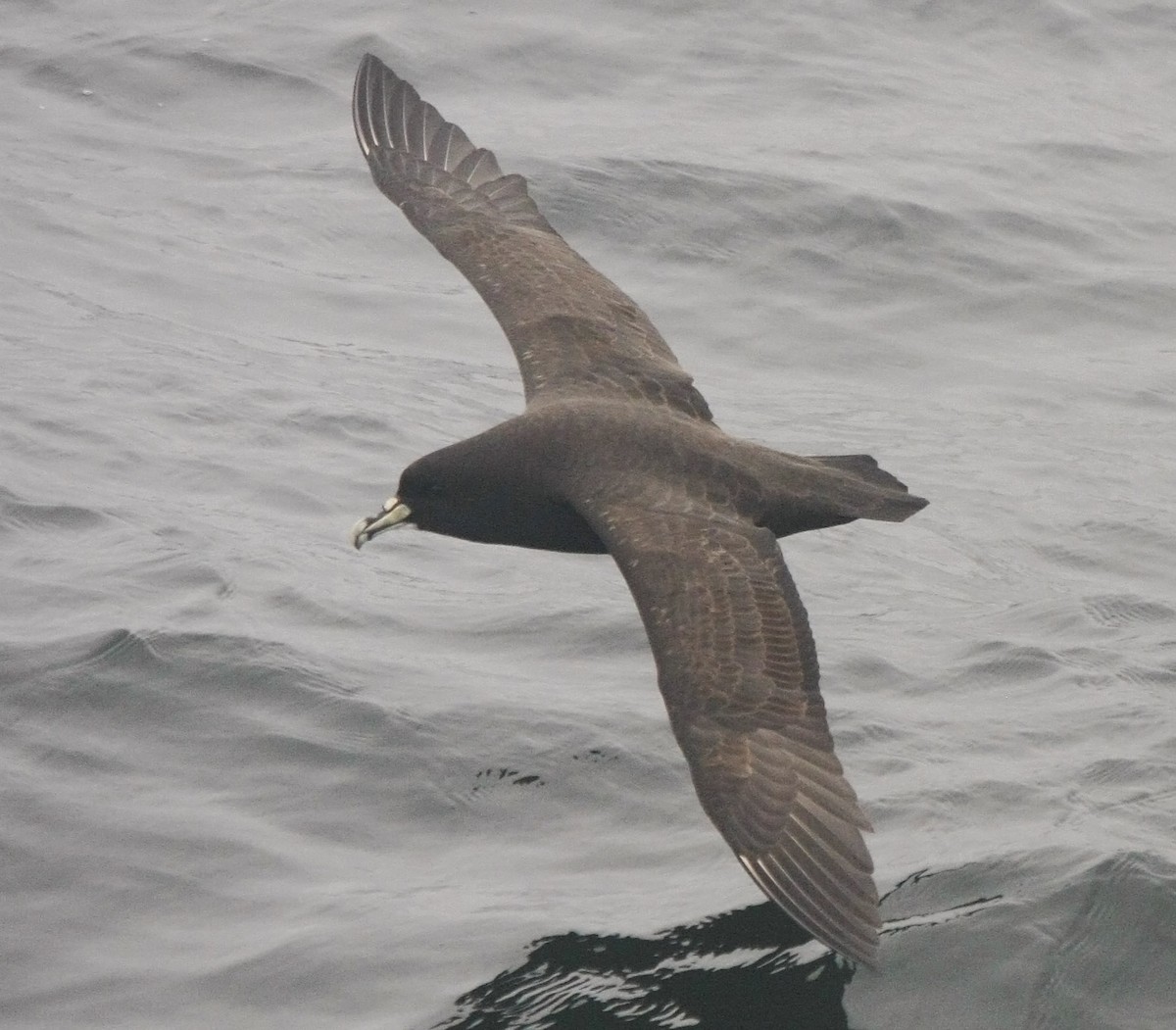 Puffin à menton blanc - ML205353351