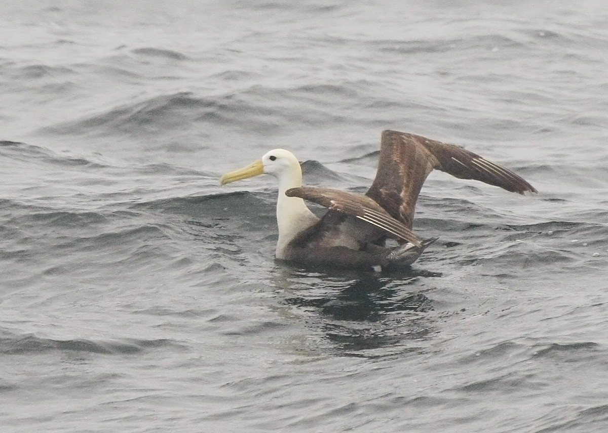 Albatros de Galápagos - ML205353361