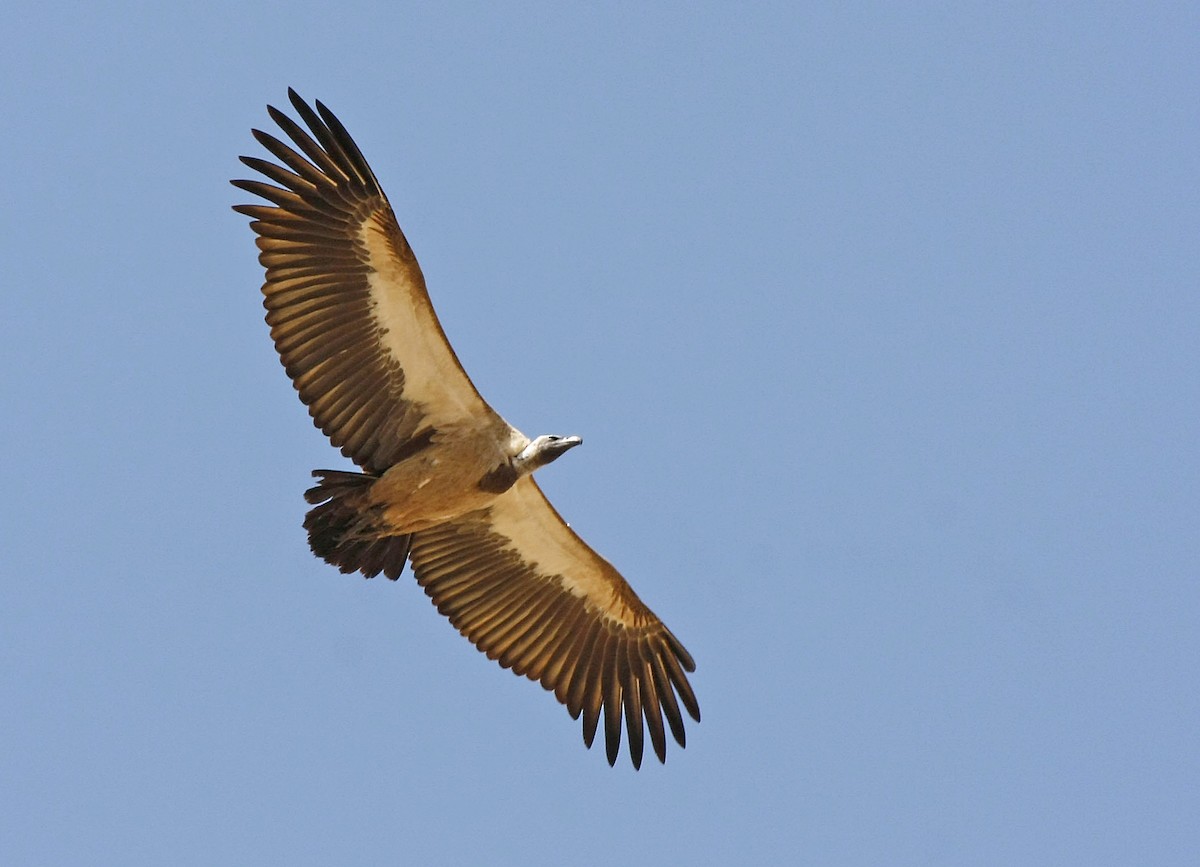 White-backed Vulture - David Beadle