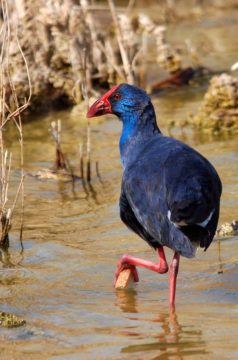 Western Swamphen - ML205353711