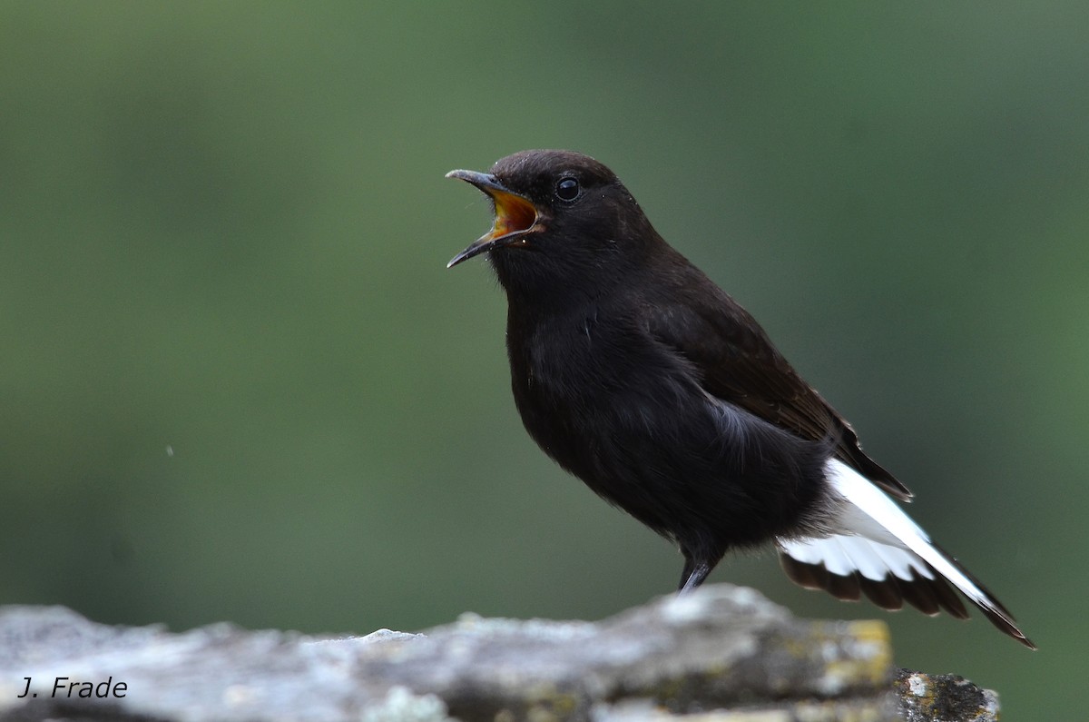 Black Wheatear - José Frade