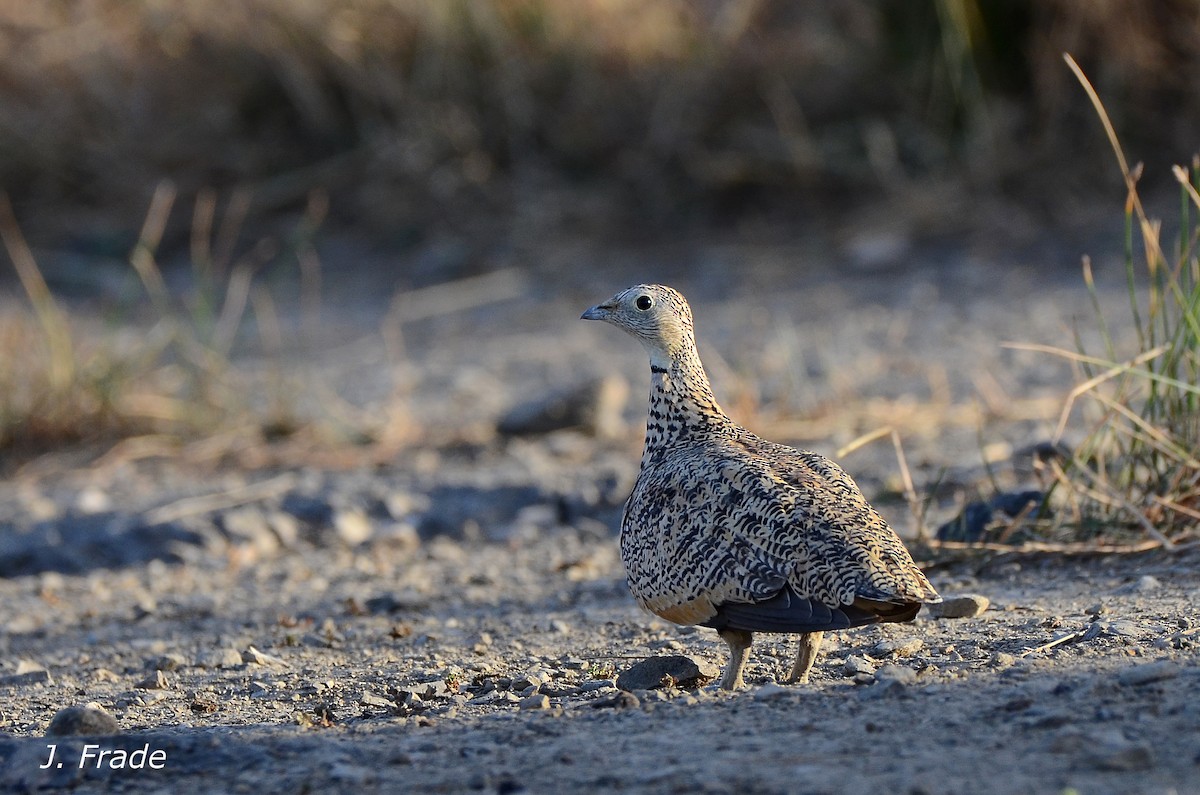 Black-bellied Sandgrouse - ML205353991