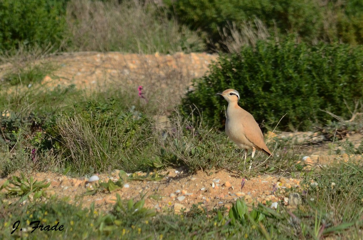 Cream-colored Courser - ML205354091