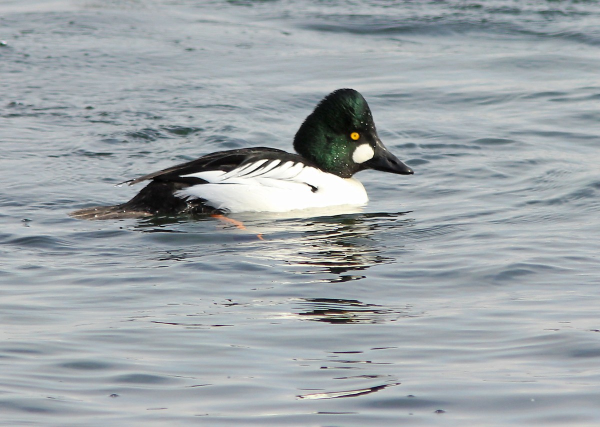 Common Goldeneye - David Beadle