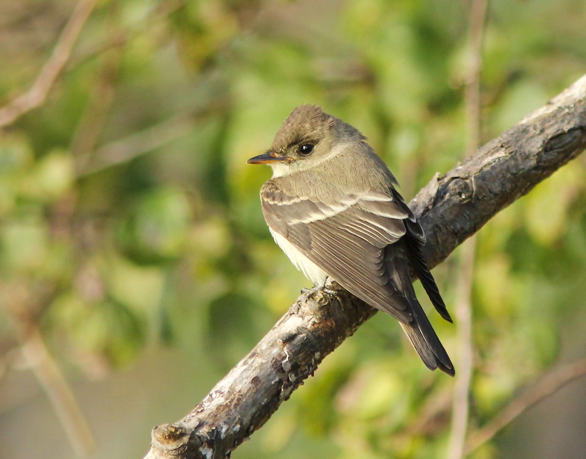 Eastern Wood-Pewee - ML205355111