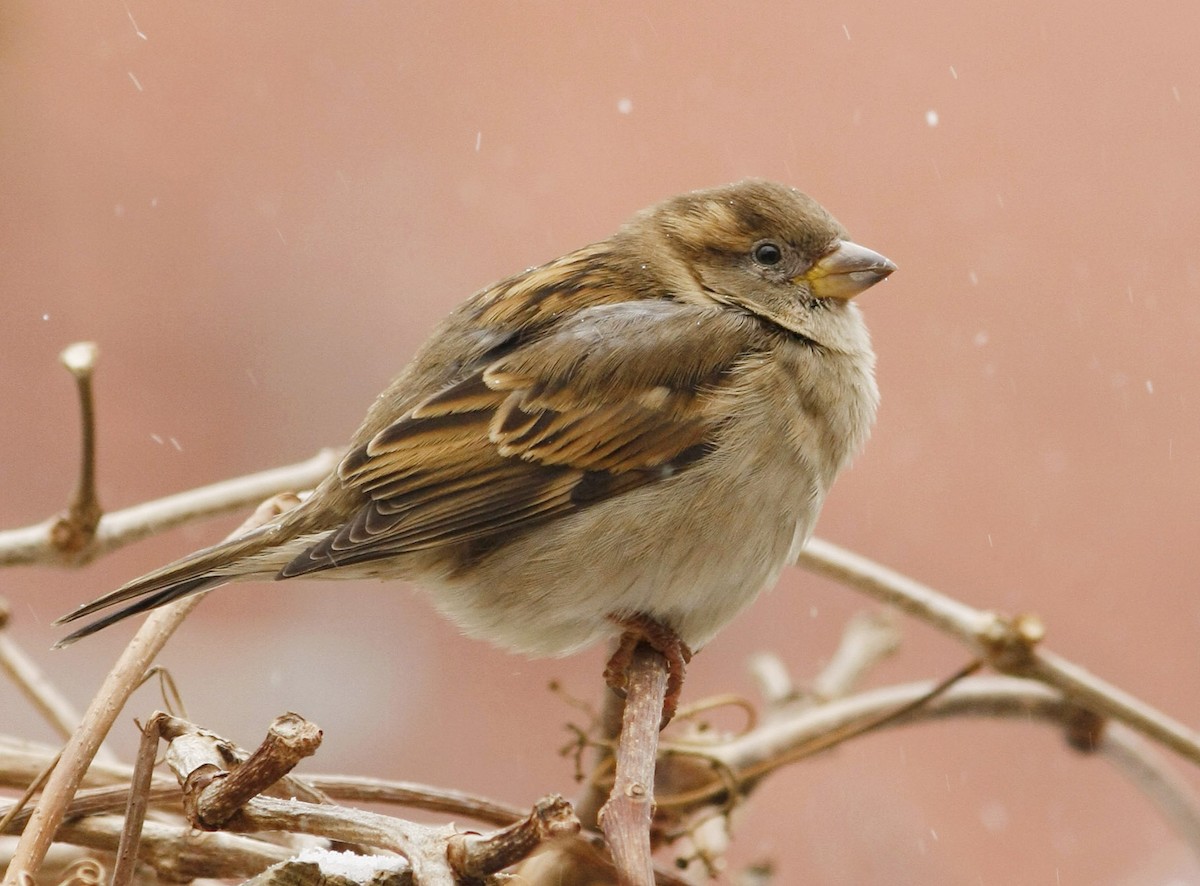 House Sparrow - David Beadle