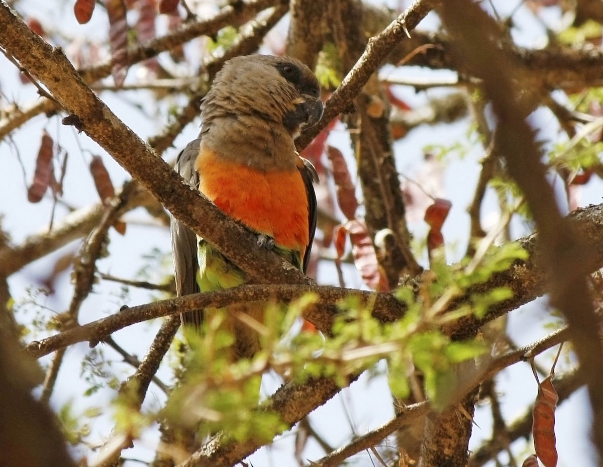 Red-bellied Parrot - ML205355291