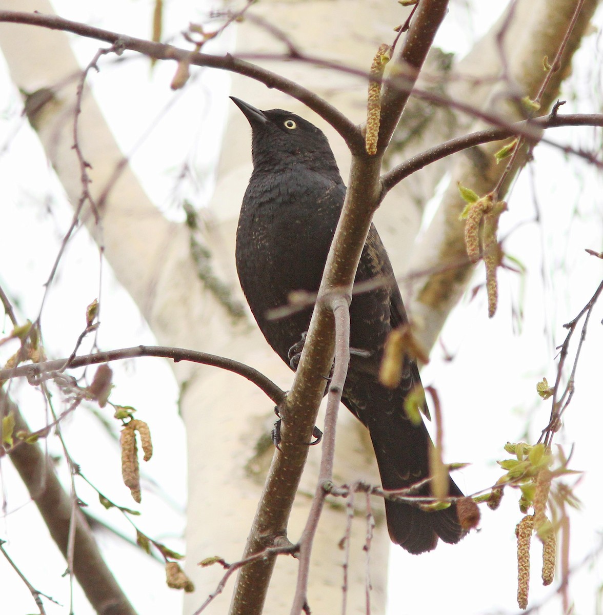 Rusty Blackbird - David Beadle