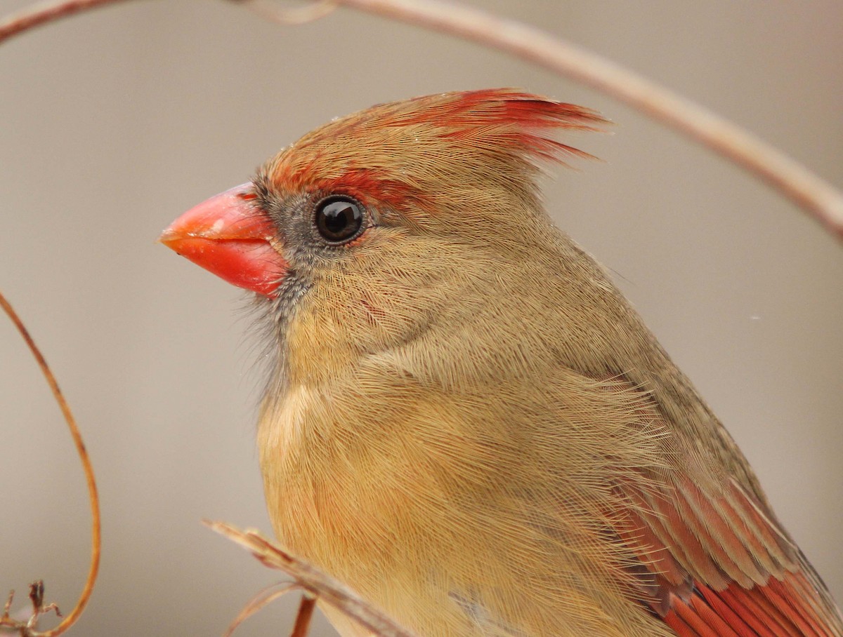 Cardinal rouge (groupe cardinalis) - ML205355461
