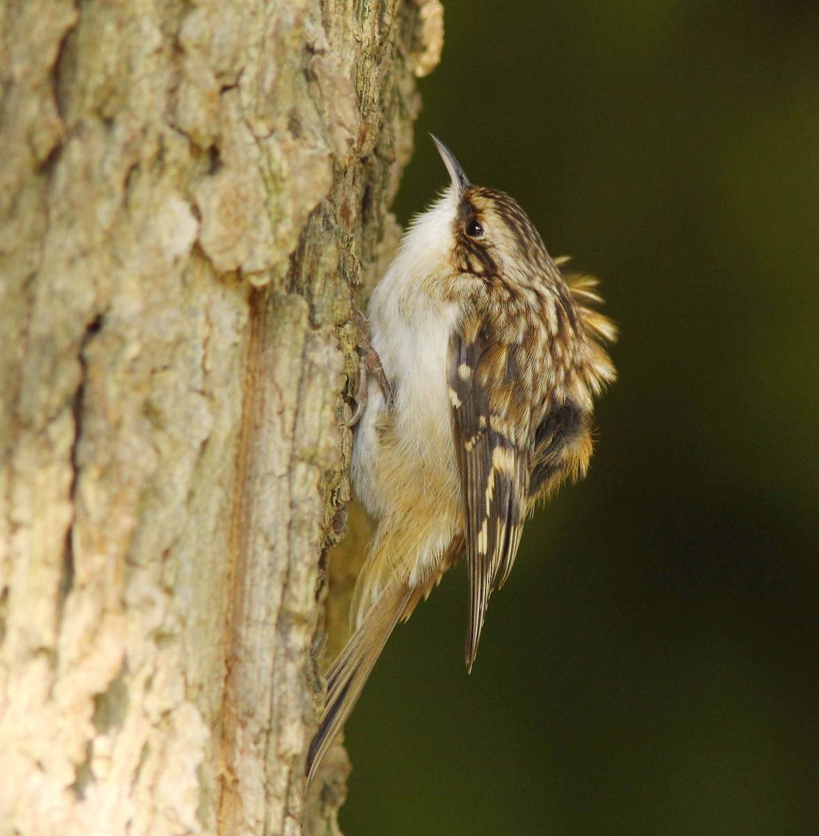 Brown Creeper (americana/nigrescens) - ML205355481