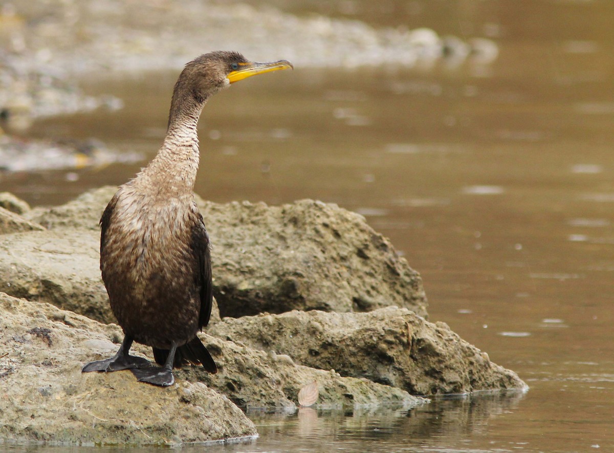 Cormorán Orejudo - ML205355501