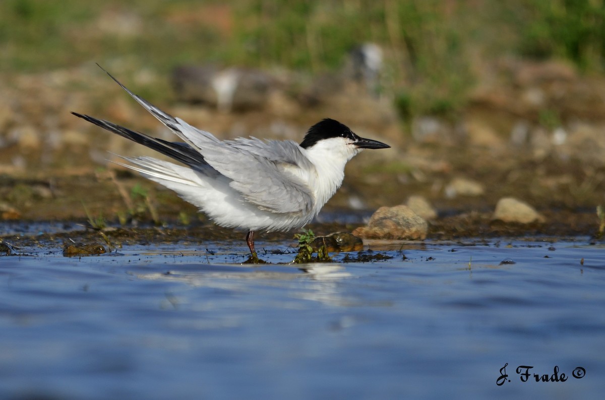 Gull-billed Tern - ML205355741