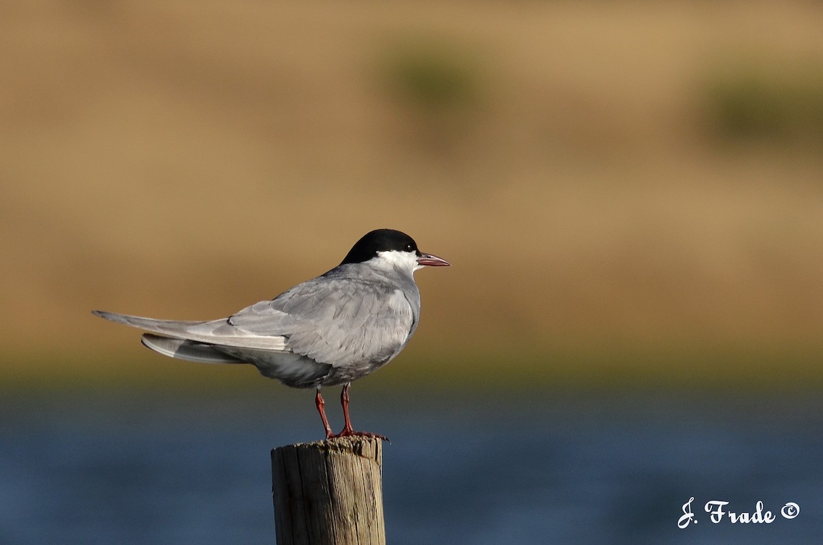 Whiskered Tern - ML205355761