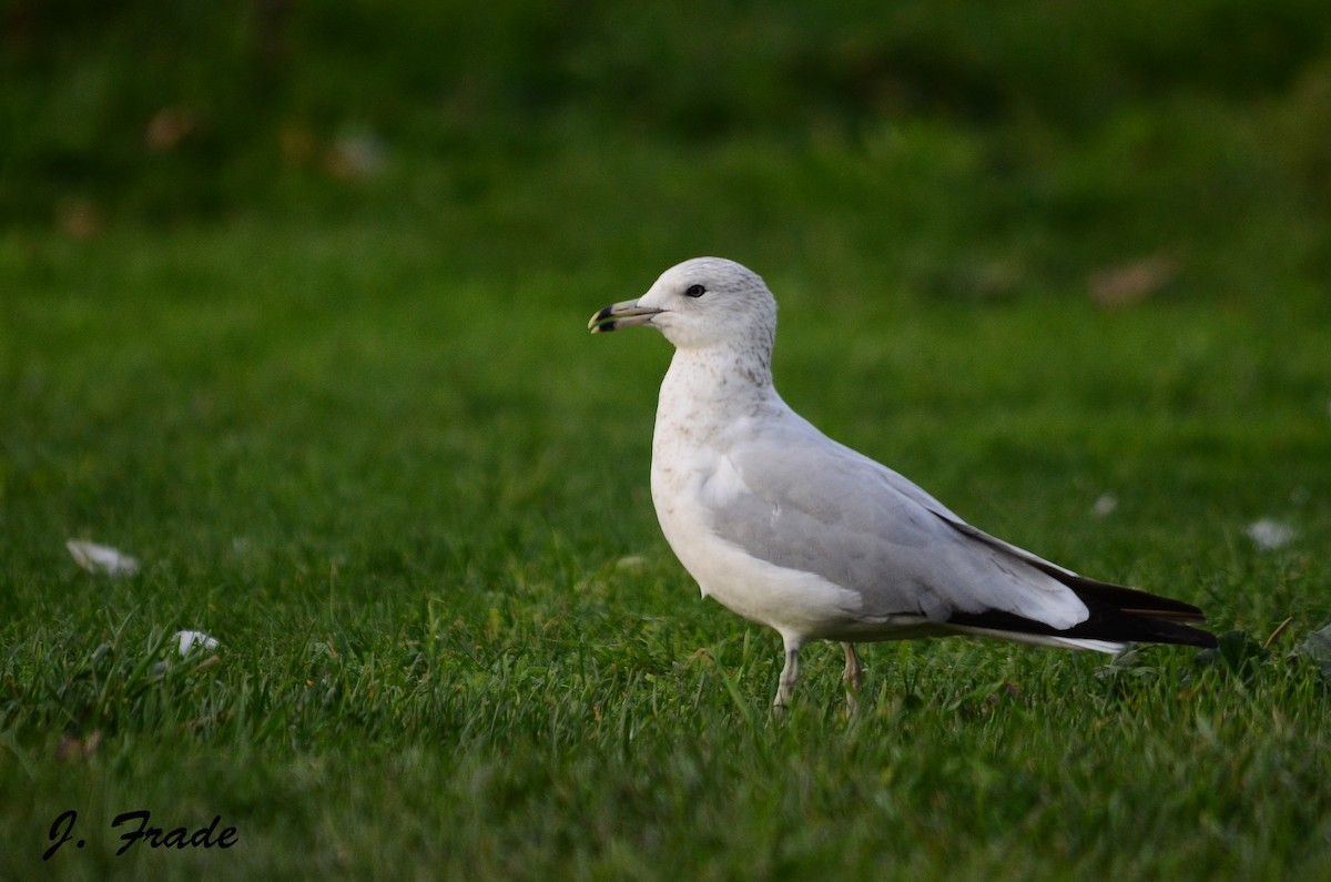 Ring-billed Gull - ML205355851