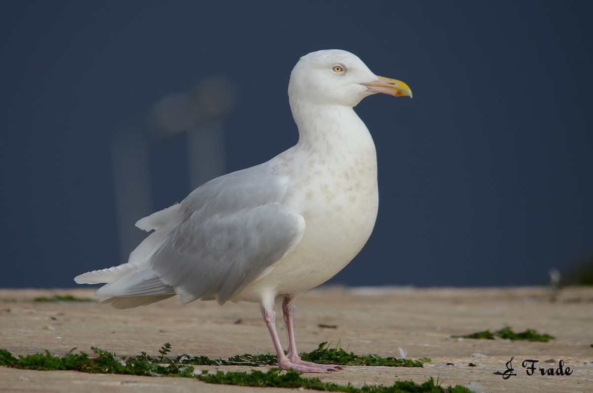 Glaucous Gull - ML205355881