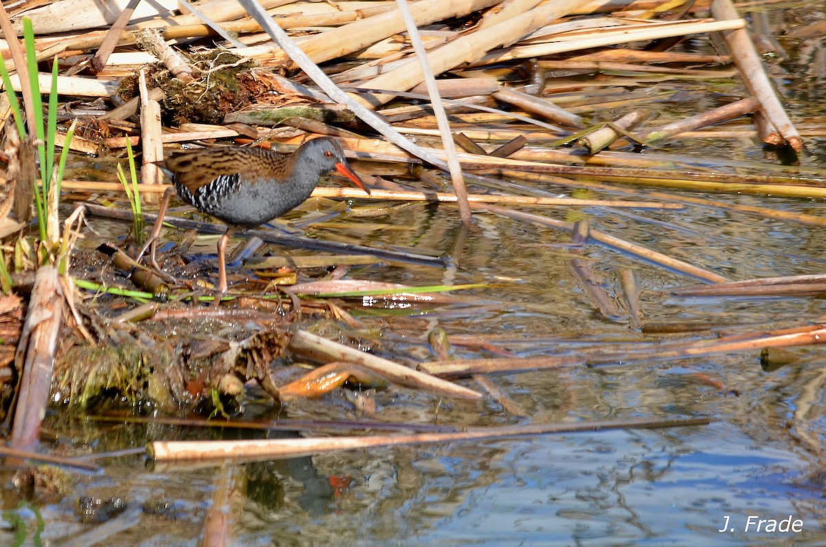 Water Rail - José Frade