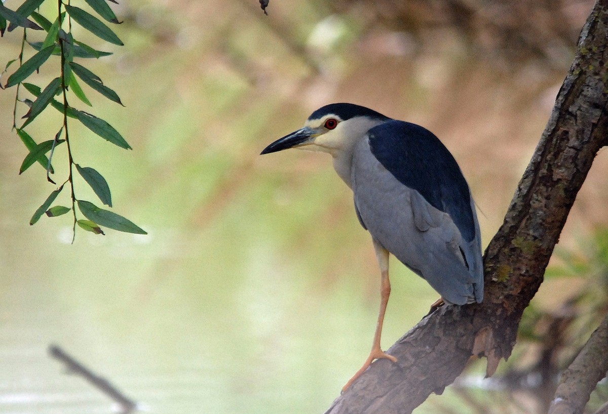 Black-crowned Night Heron - José Frade
