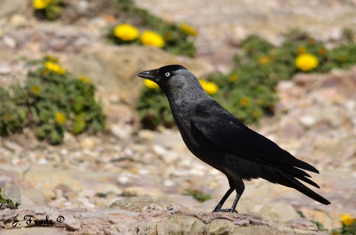 Eurasian Jackdaw - José Frade