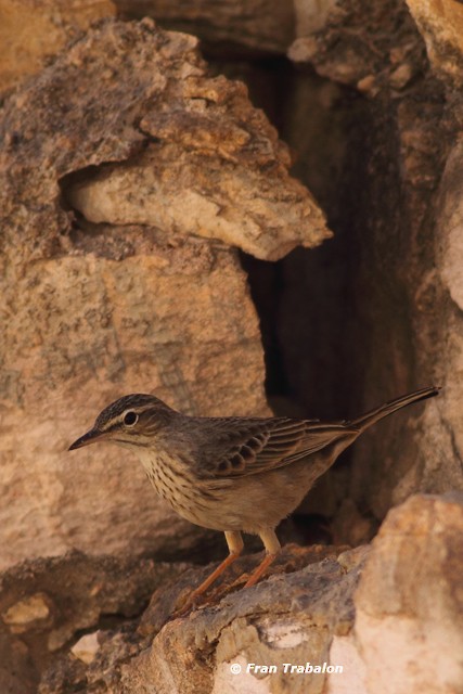 Long-billed Pipit (Arabian) - ML205356711