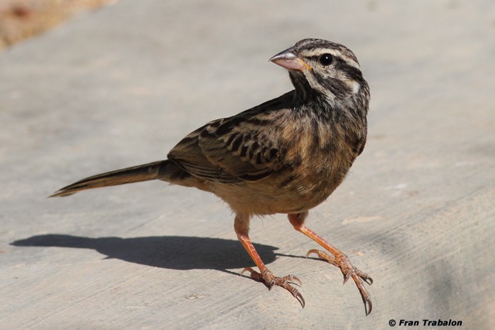 Cinnamon-breasted Bunting - ML205356821