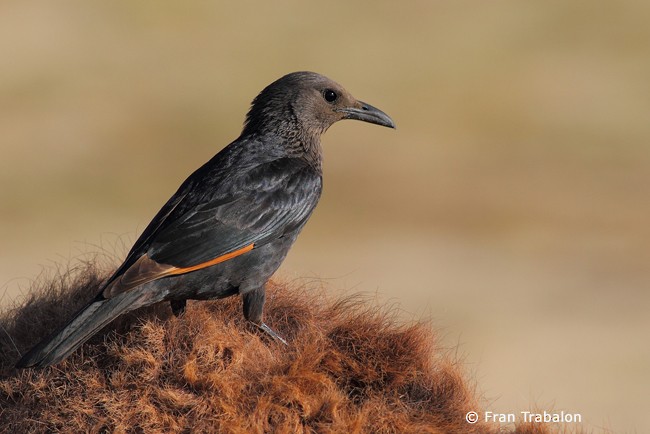 Tristram's Starling - Fran Trabalon