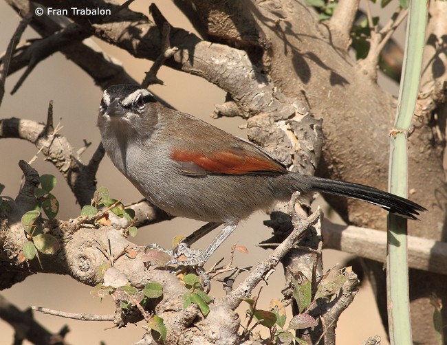 Black-crowned Tchagra (Black-crowned) - ML205357001