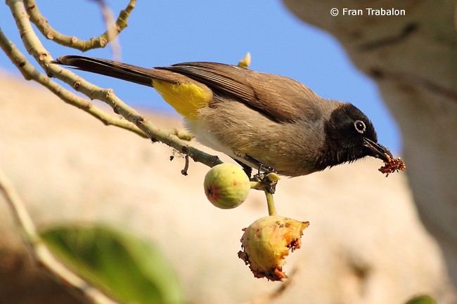 White-spectacled Bulbul - ML205357021