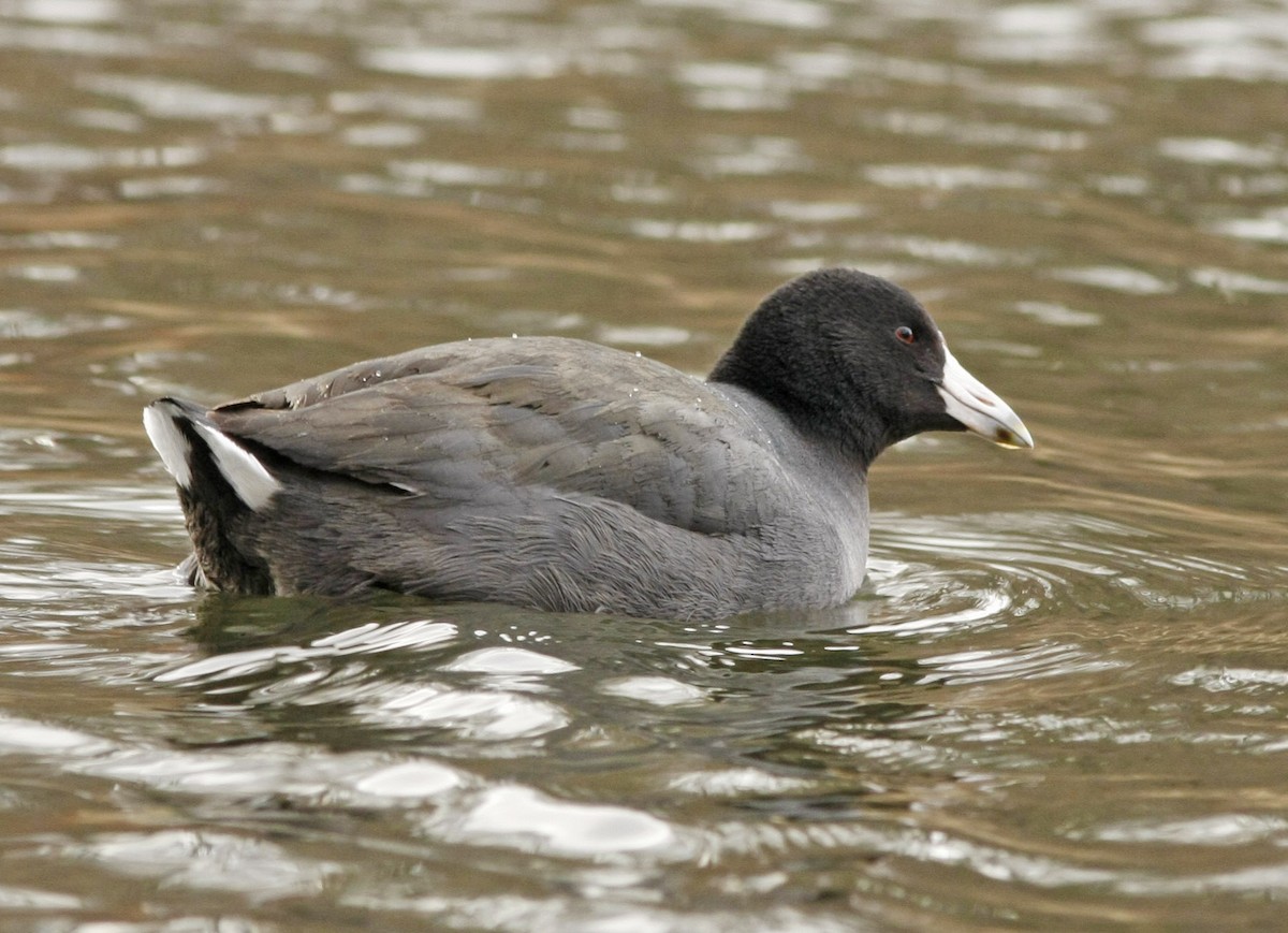 American Coot - ML205357031