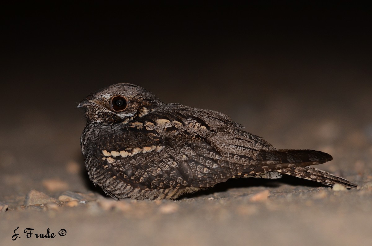 Eurasian Nightjar - José Frade