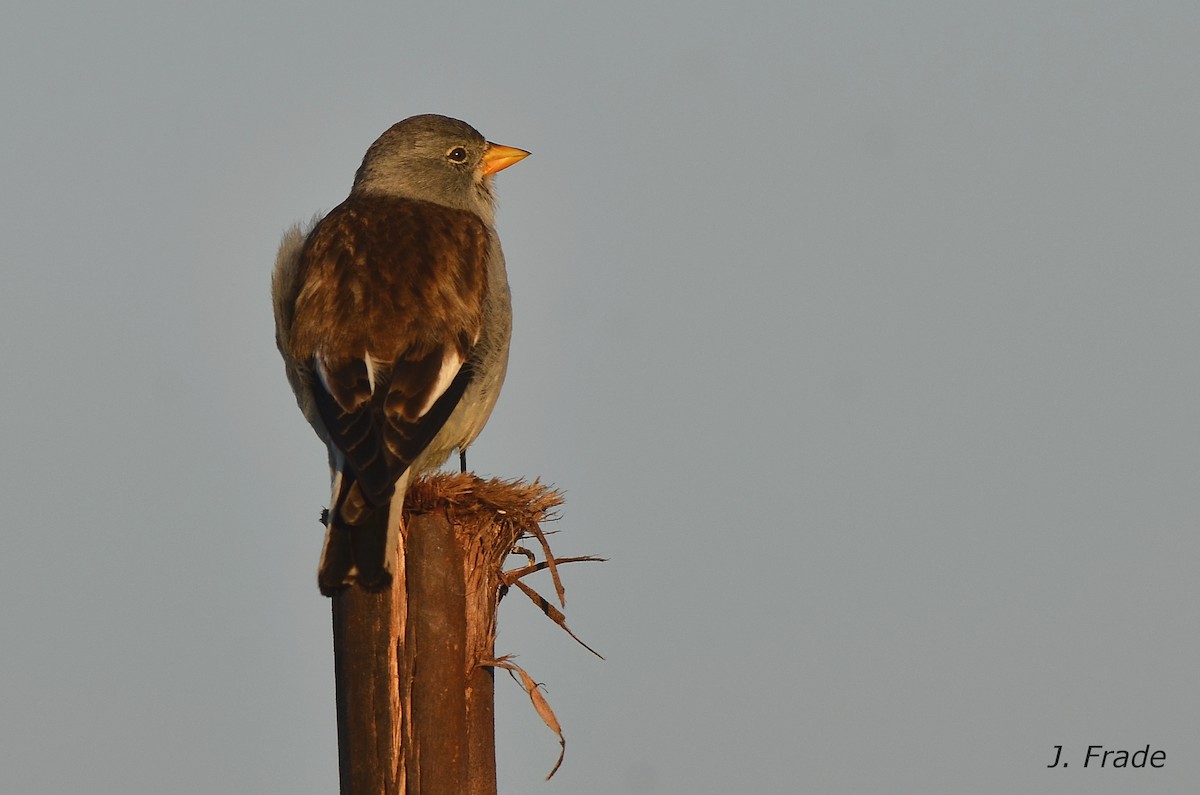 White-winged Snowfinch - ML205357971