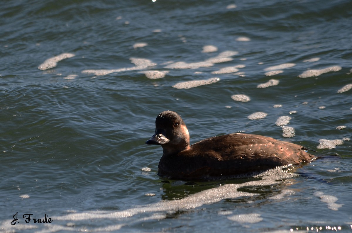 Common Scoter - José Frade