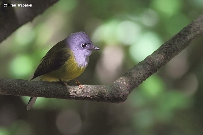 Gray-headed Canary-Flycatcher - ML205358691