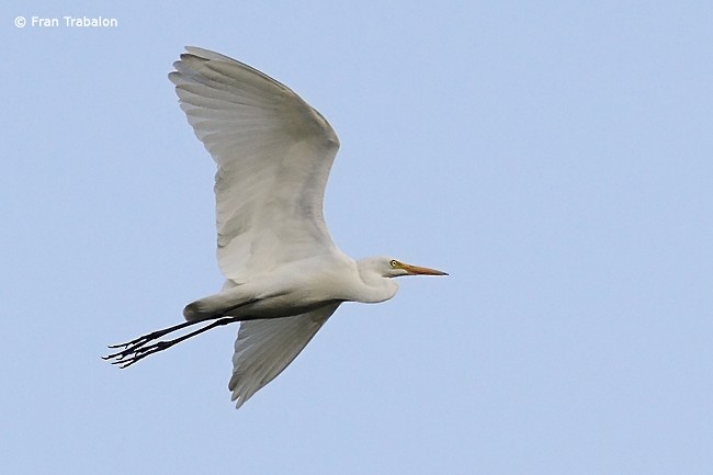 Great Egret (modesta) - Fran Trabalon