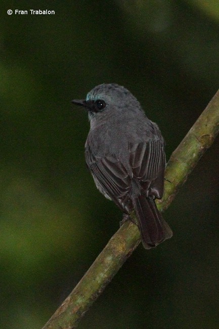 Dull-blue Flycatcher - ML205358891