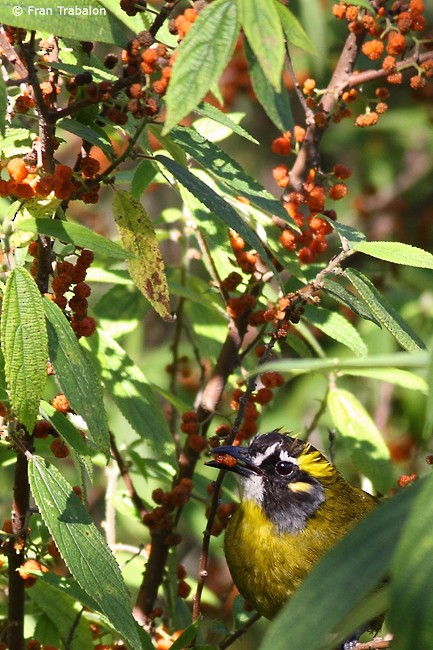 Yellow-eared Bulbul - ML205359021