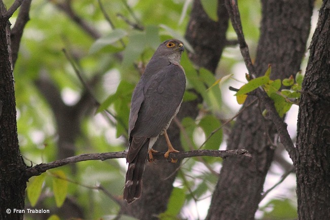 Little Sparrowhawk - ML205359101