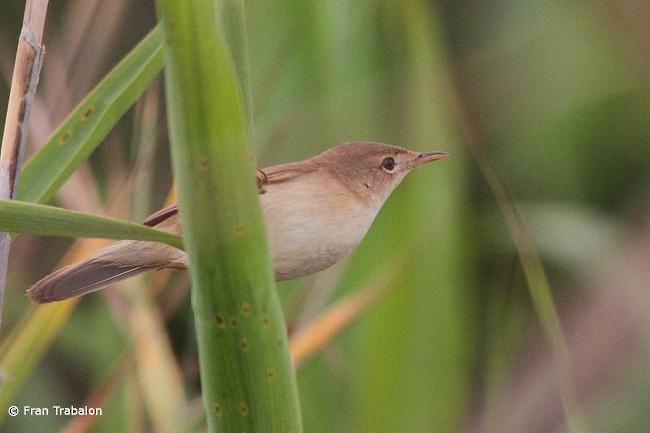 rørsanger (baeticatus gr.) - ML205359121