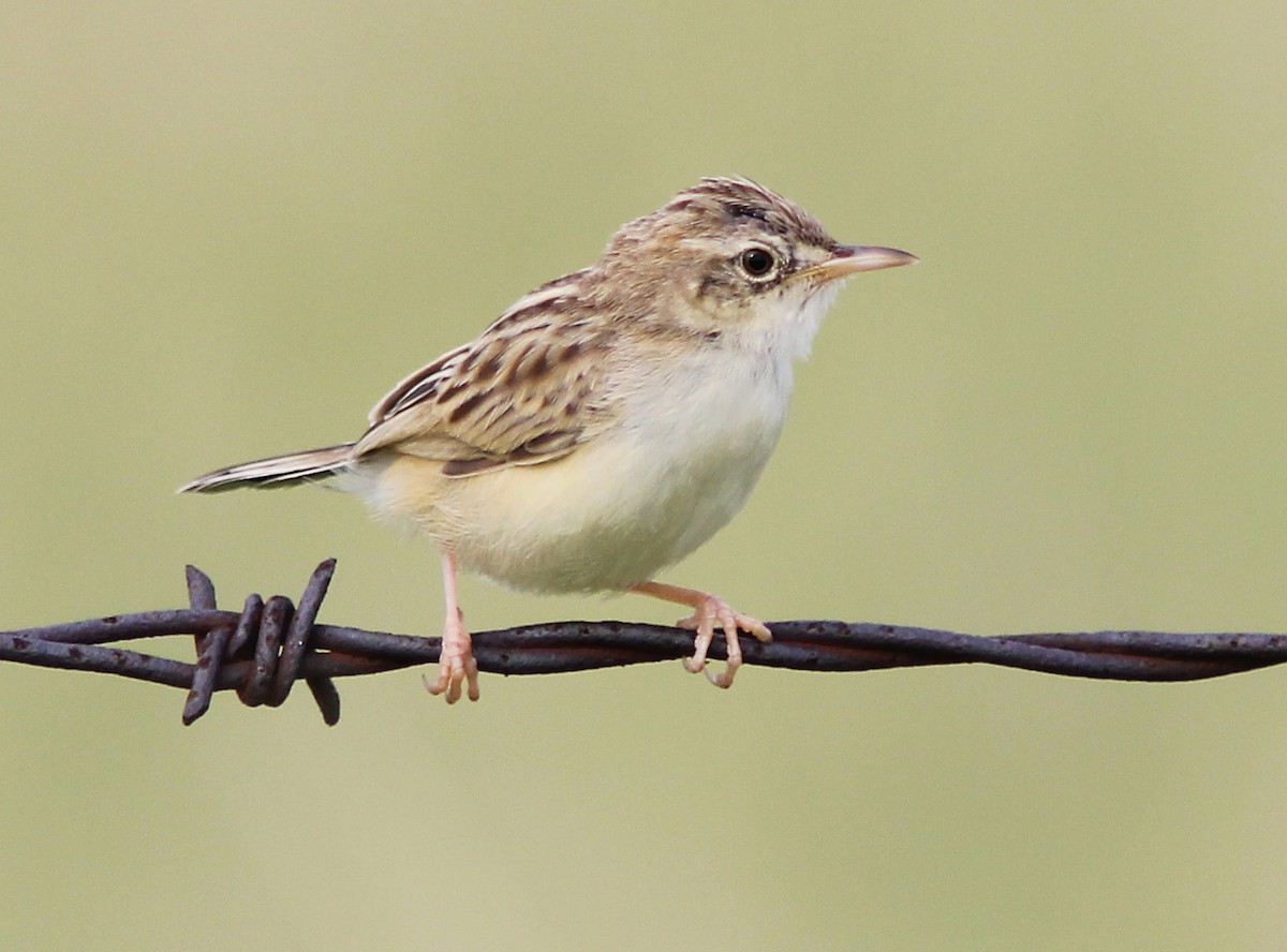 Desert Cisticola - ML205359181