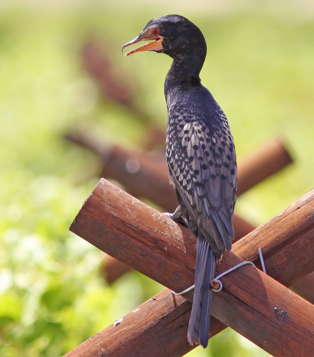 Long-tailed Cormorant - ML205359331