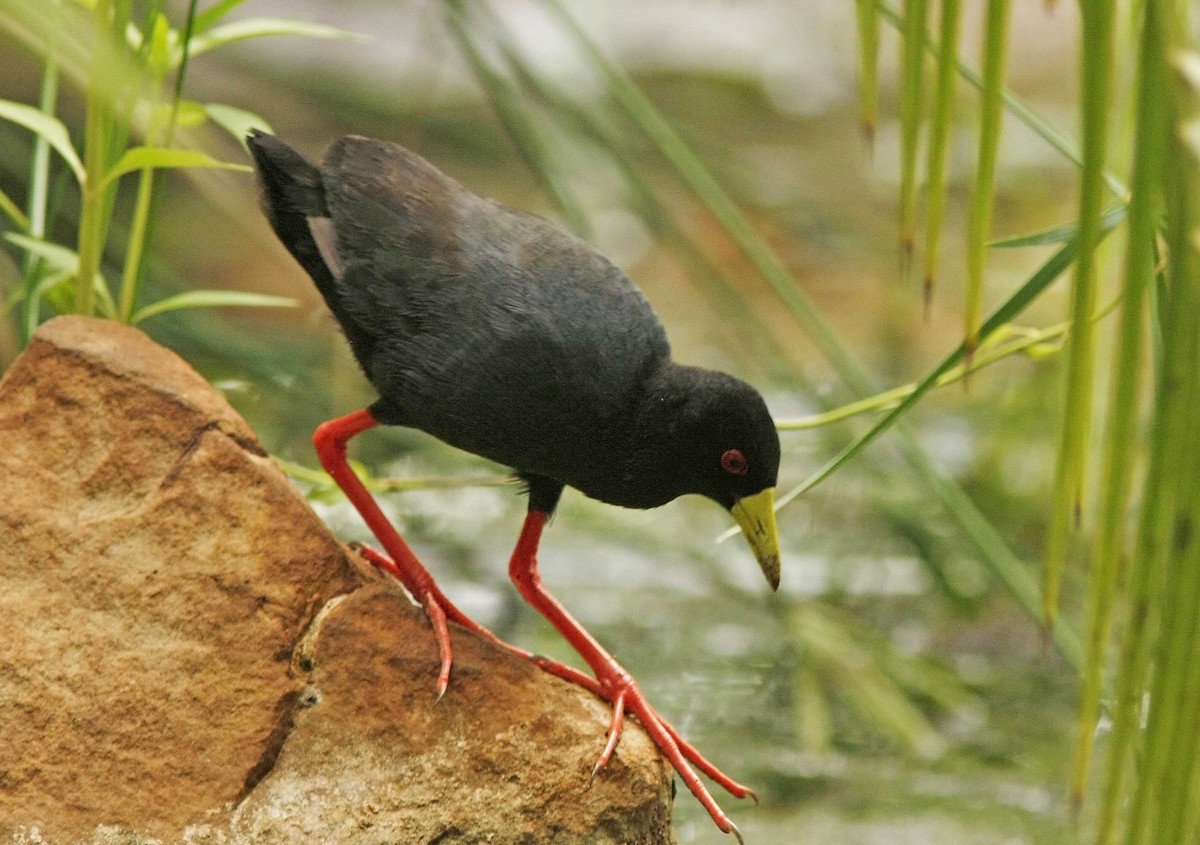 Black Crake - David Beadle