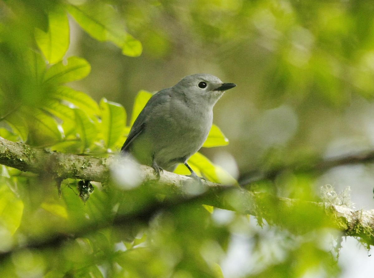 Gray Cuckooshrike - ML205359431