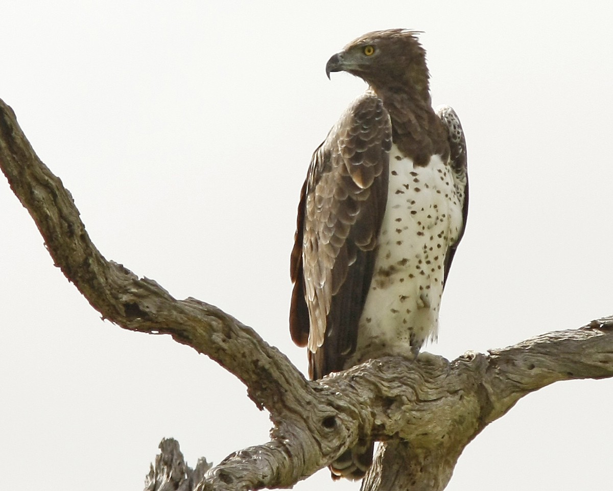 Martial Eagle - ML205359591