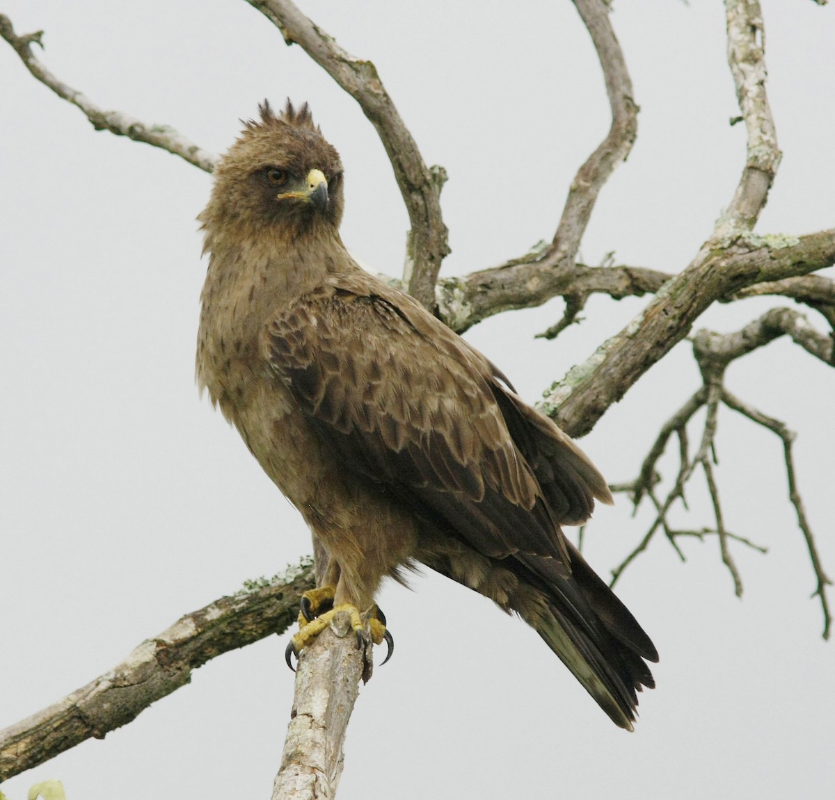 Wahlberg's Eagle - ML205359611