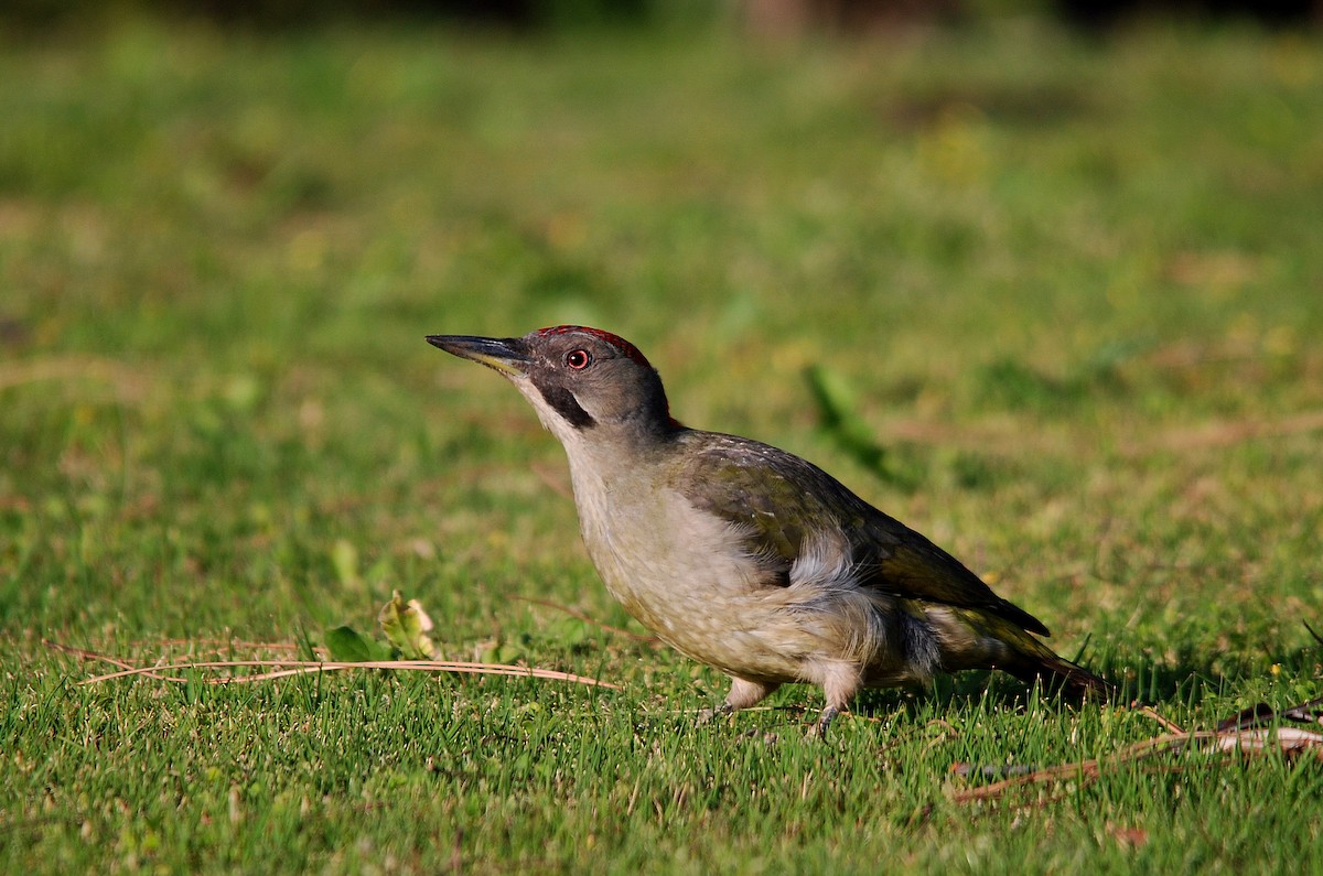 Iberian Green Woodpecker - ML205359751