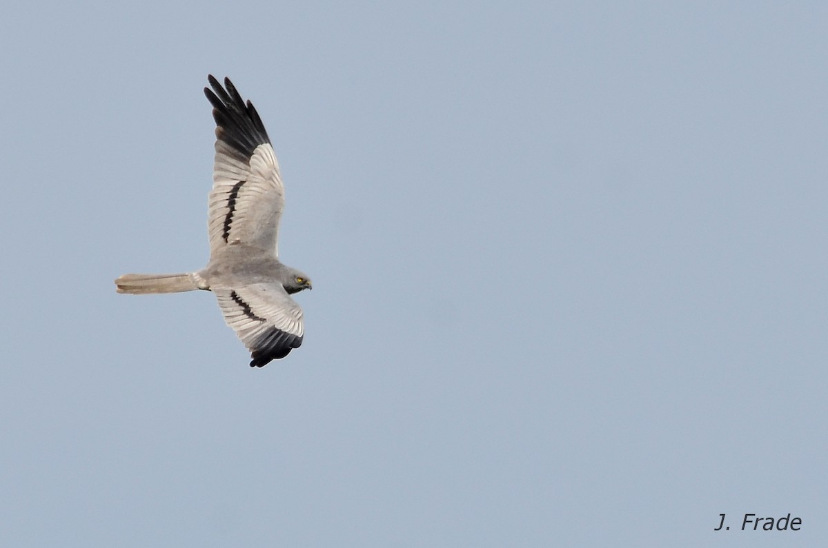 Montagu's Harrier - José Frade