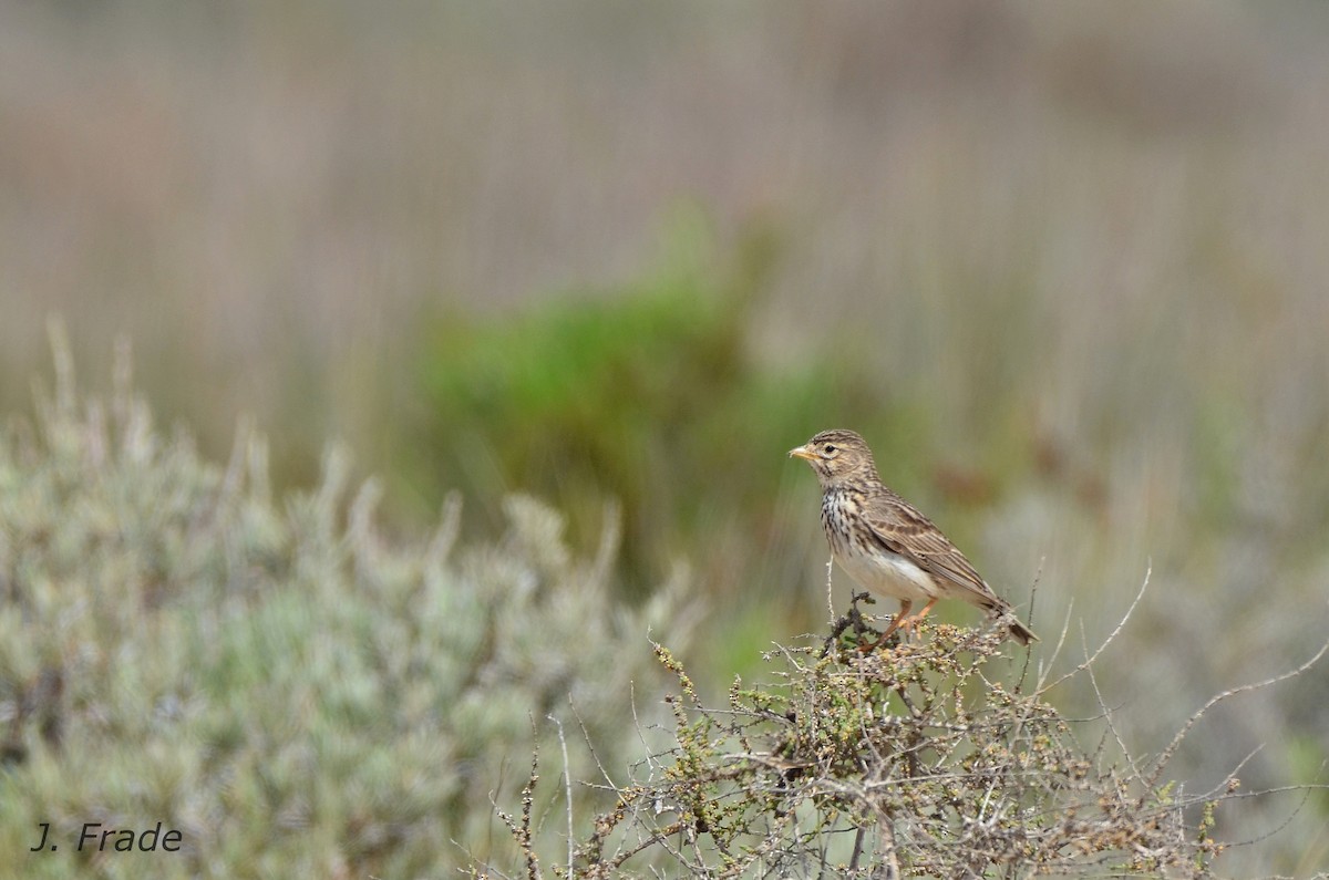 Mediterranean Short-toed Lark - José Frade